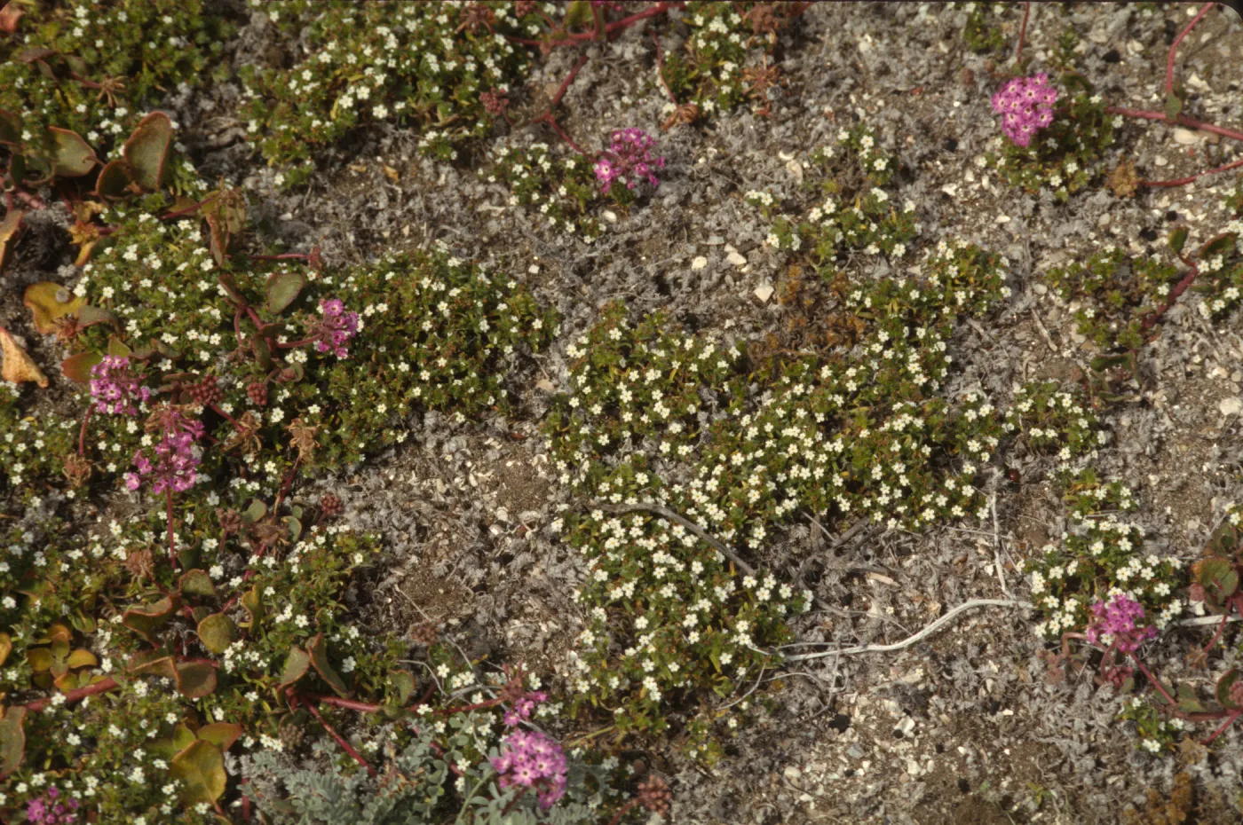 Cryptantha traskiae