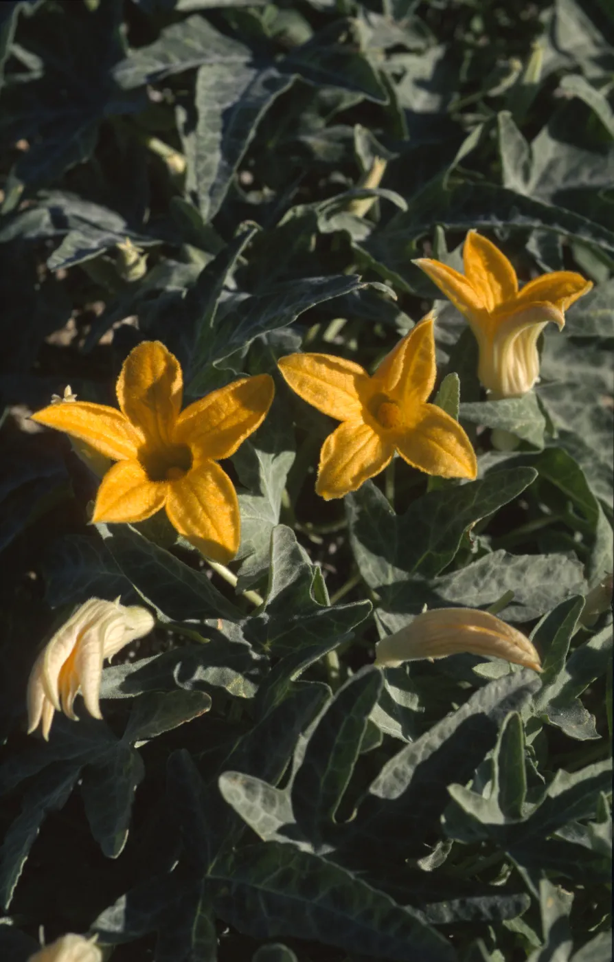 Cucurbita palmata