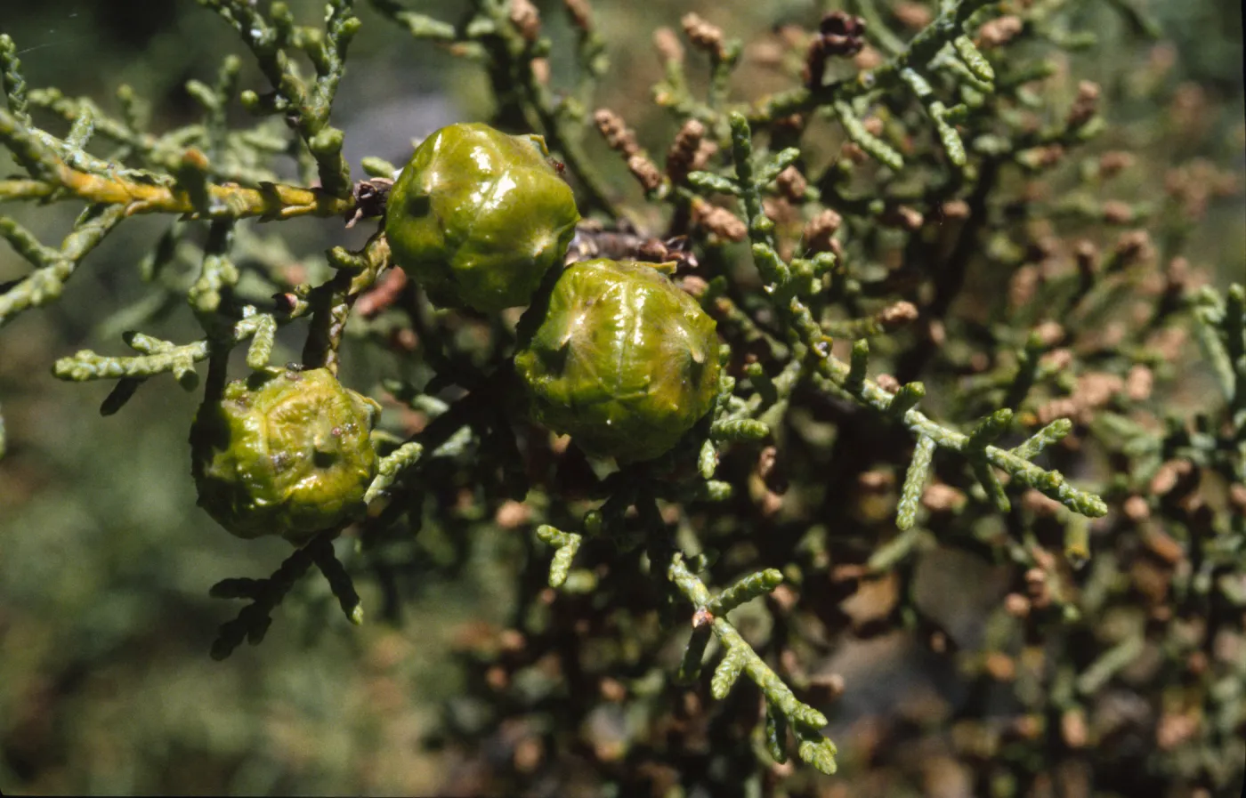 Cupressus sargentii