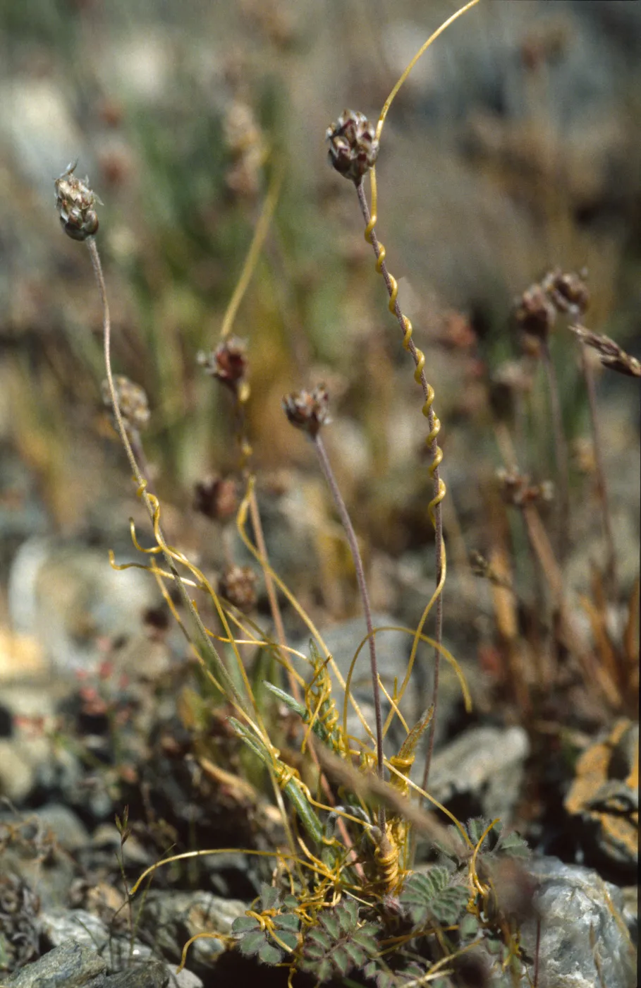 cuscuta on Plantago