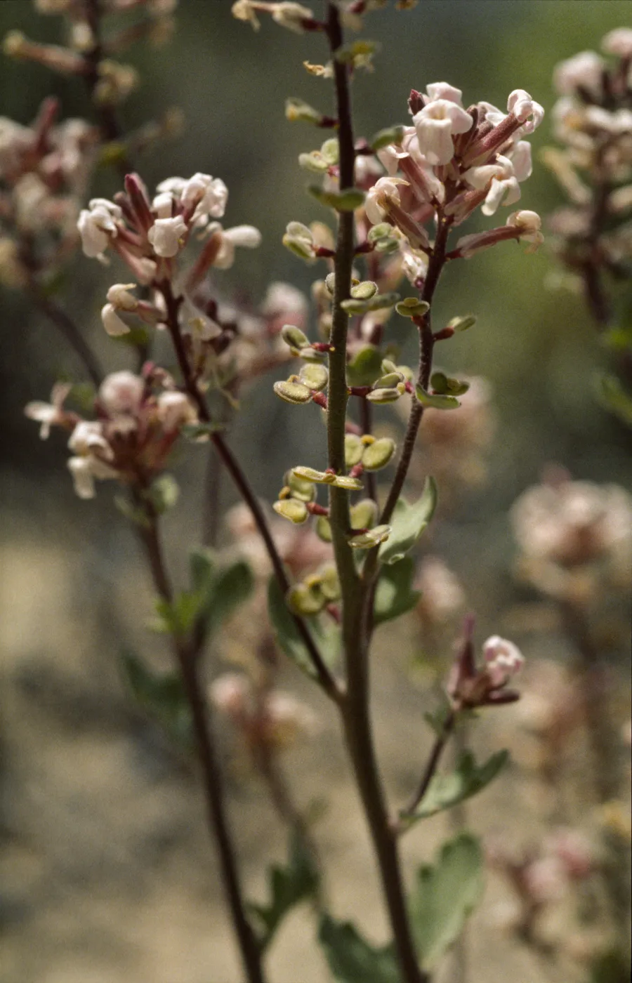 Dithyrea californica