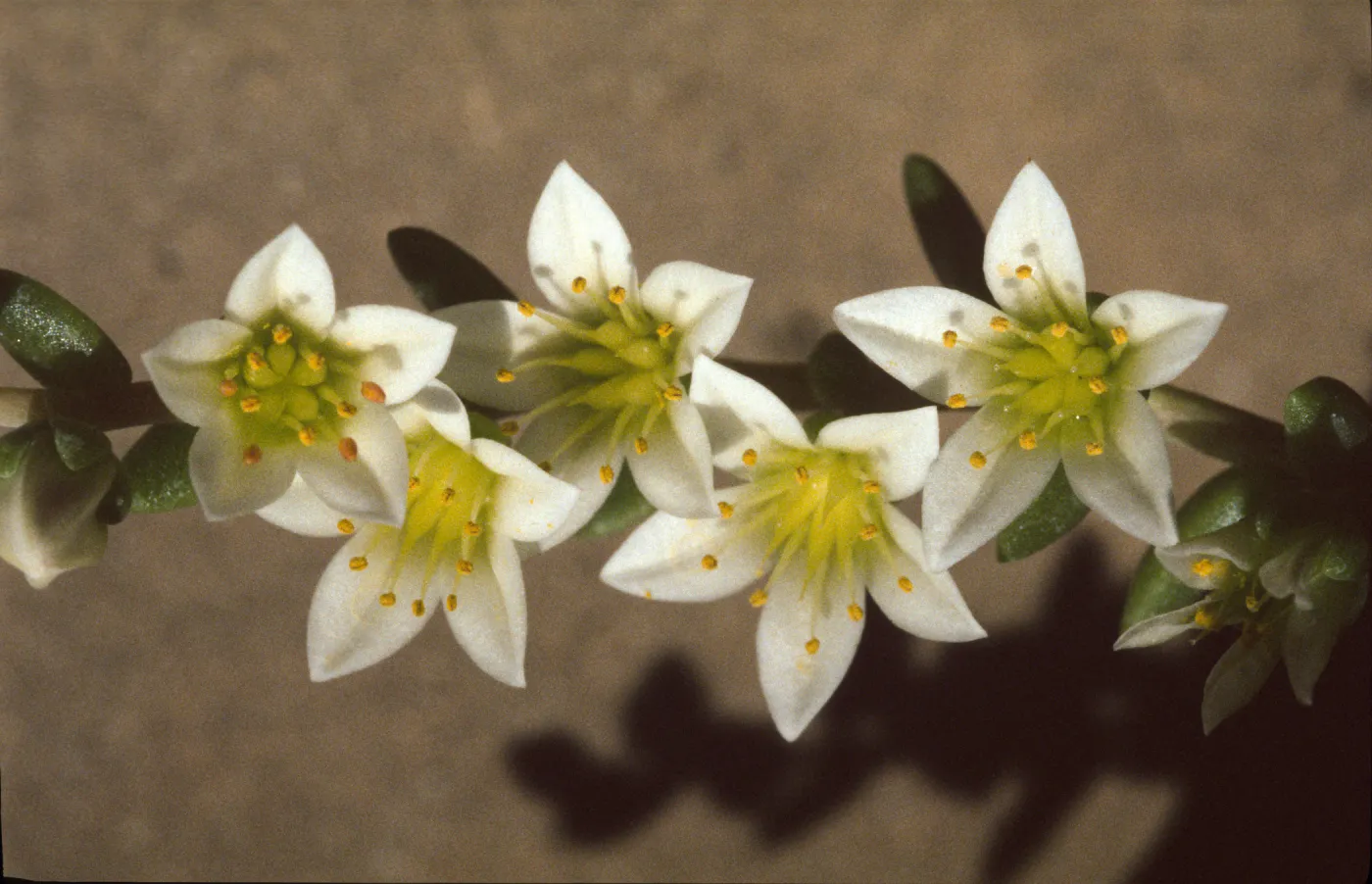 Dudleya nesiotica