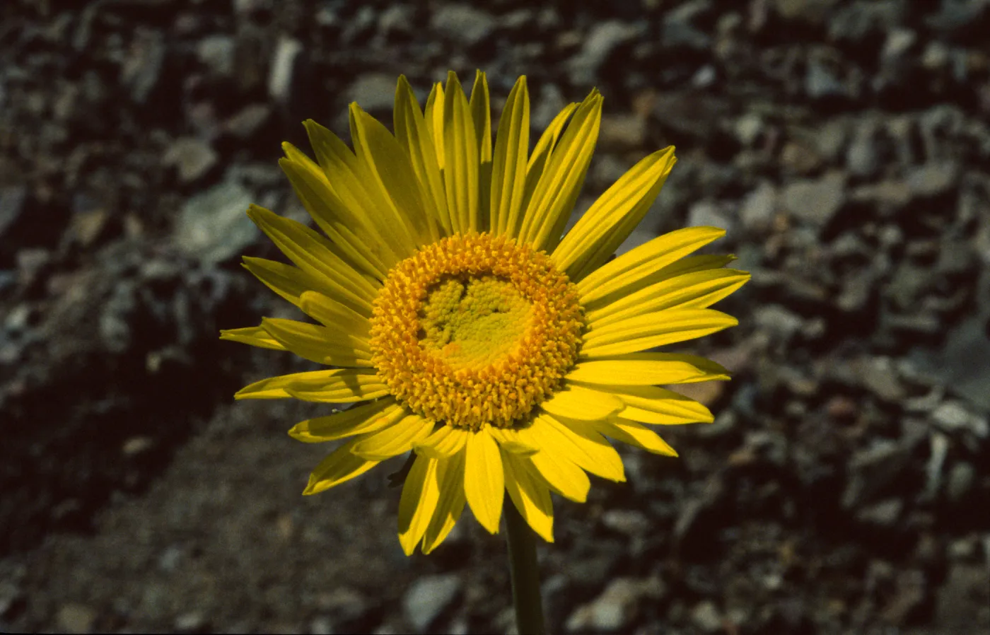Enceliopsis argophylla
