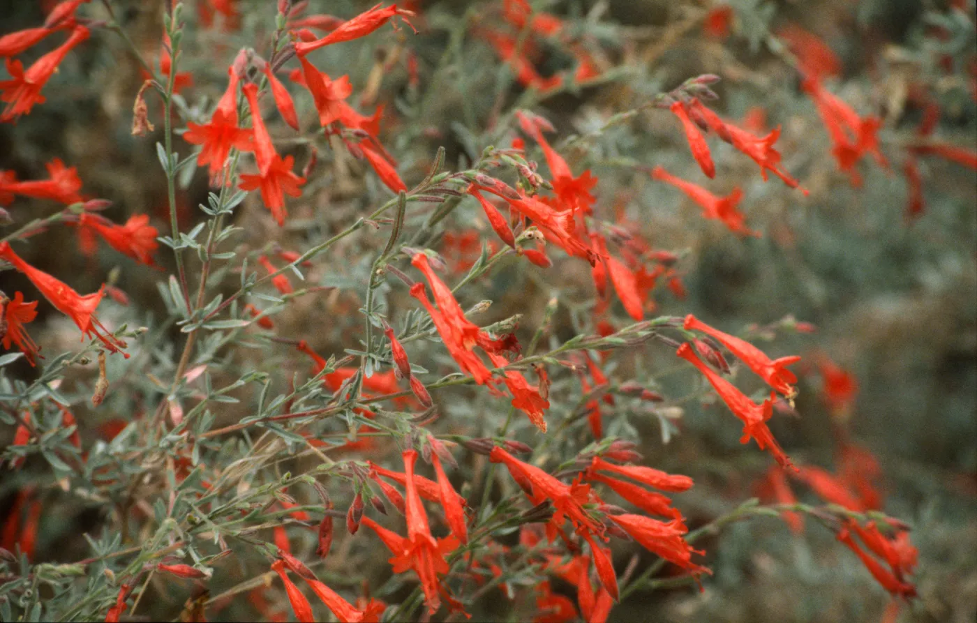Epilobium canum