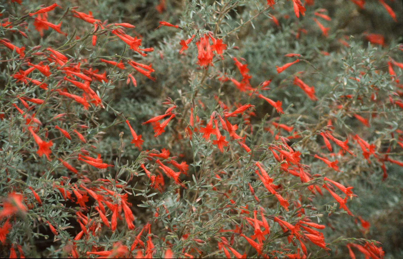 Epilobium canum
