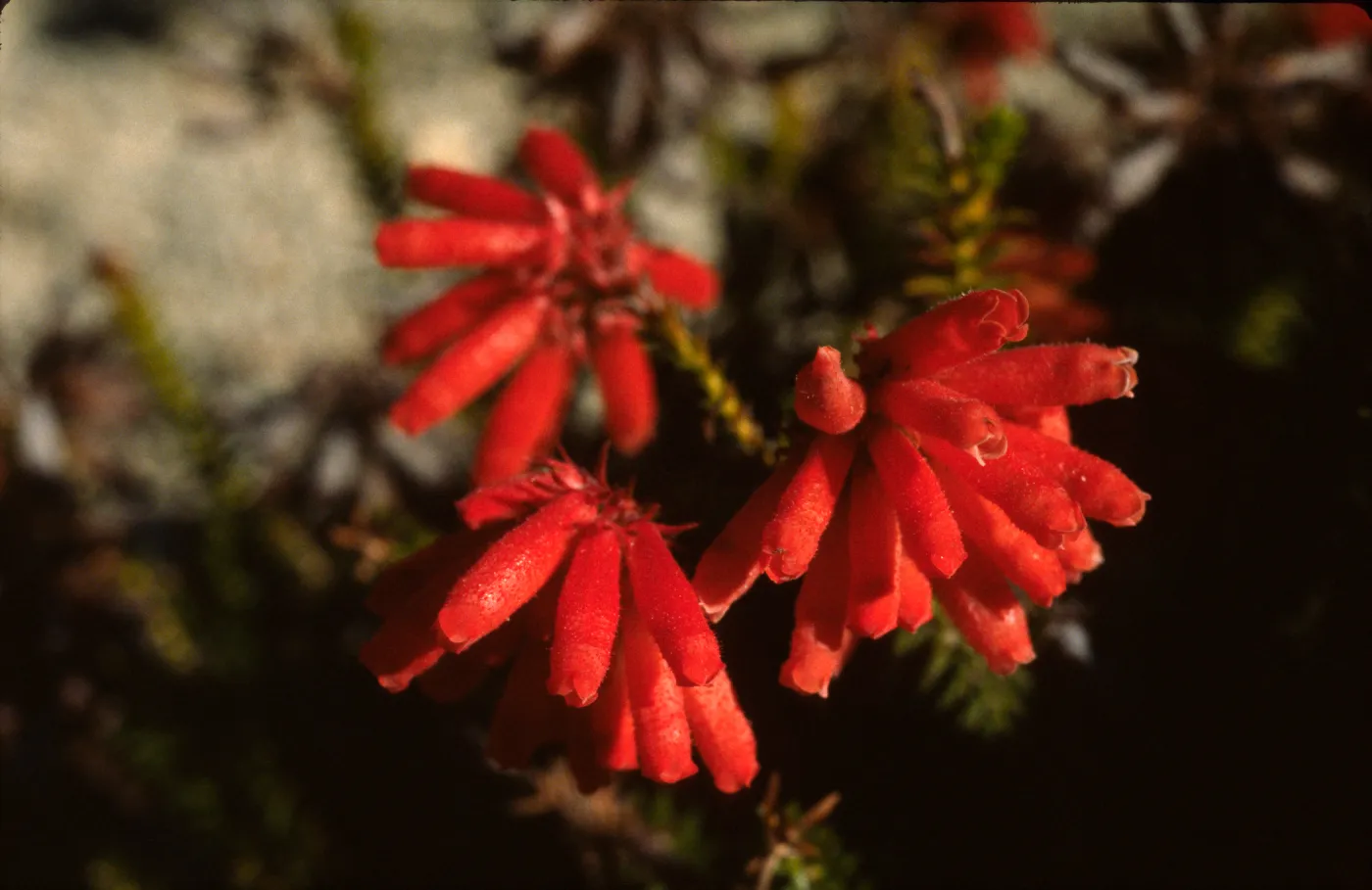 Erica cerinthoides
