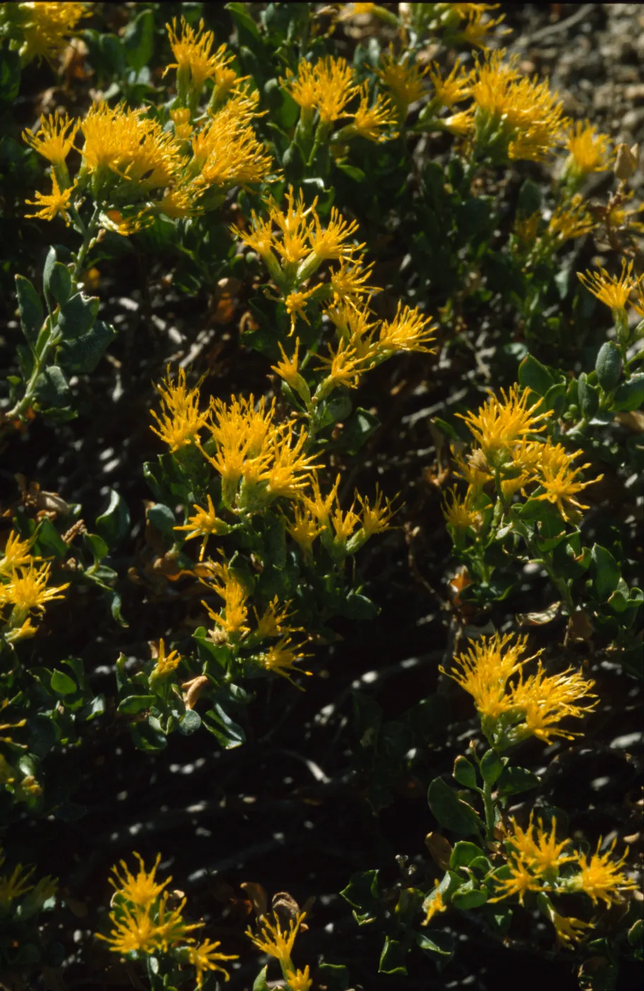 Ericameria cuneata