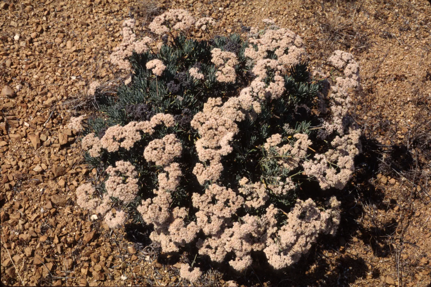 Eriogonum arborescens