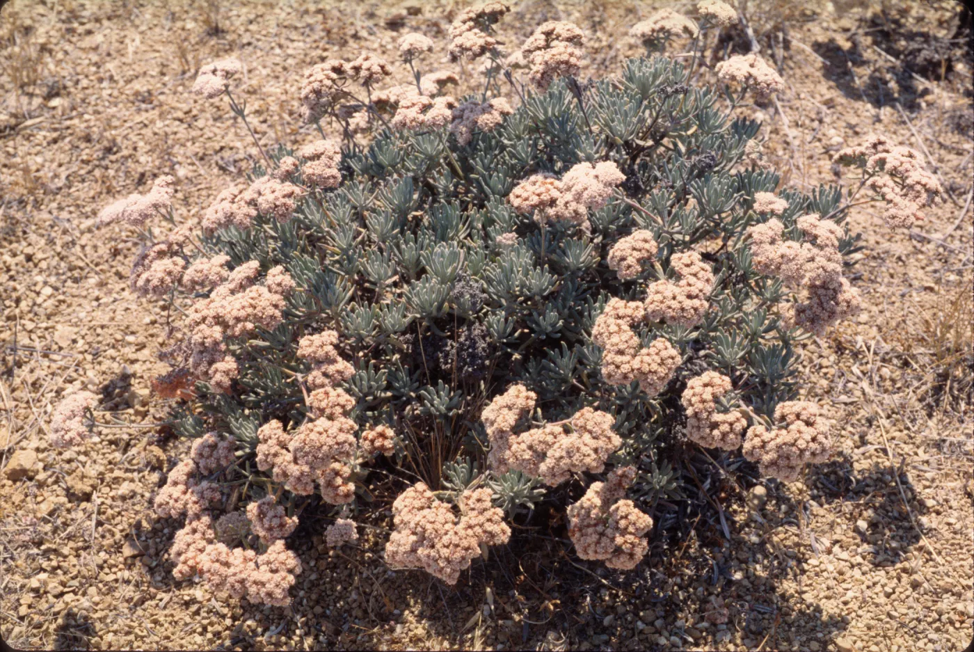 Eriogonum arborescens