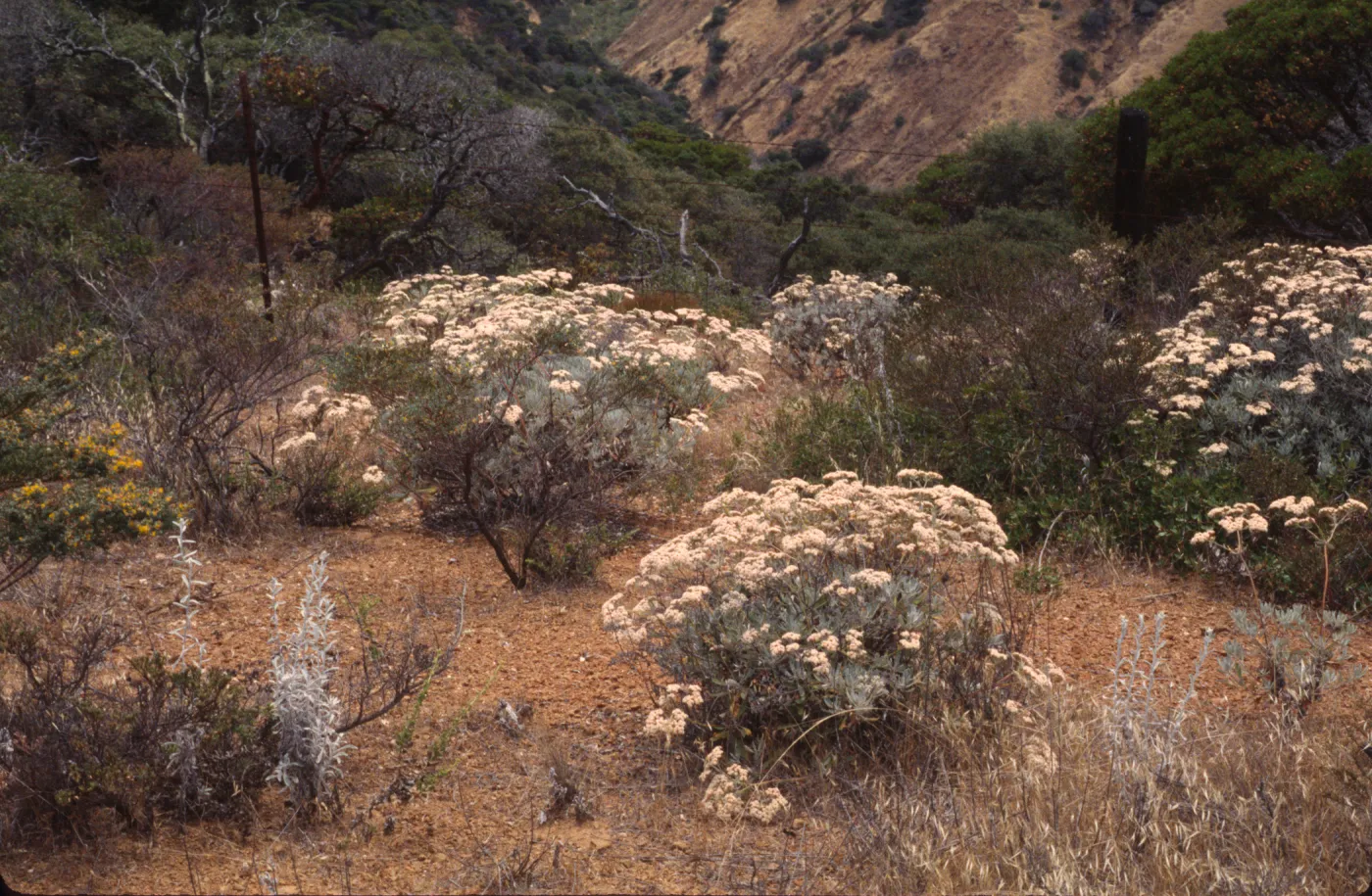 Eriogonum xblissianum