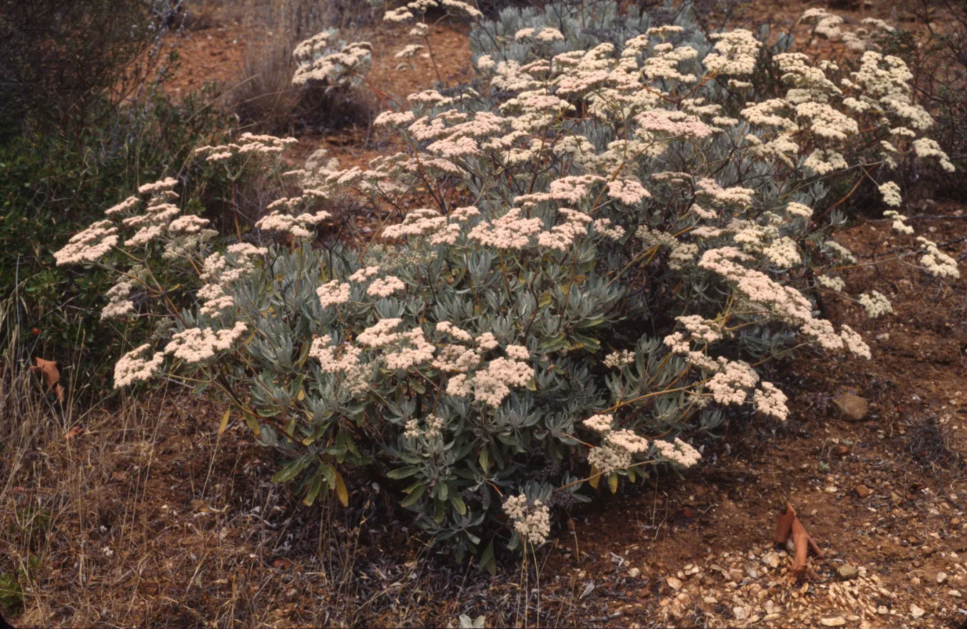 Eriogonum xblissianum