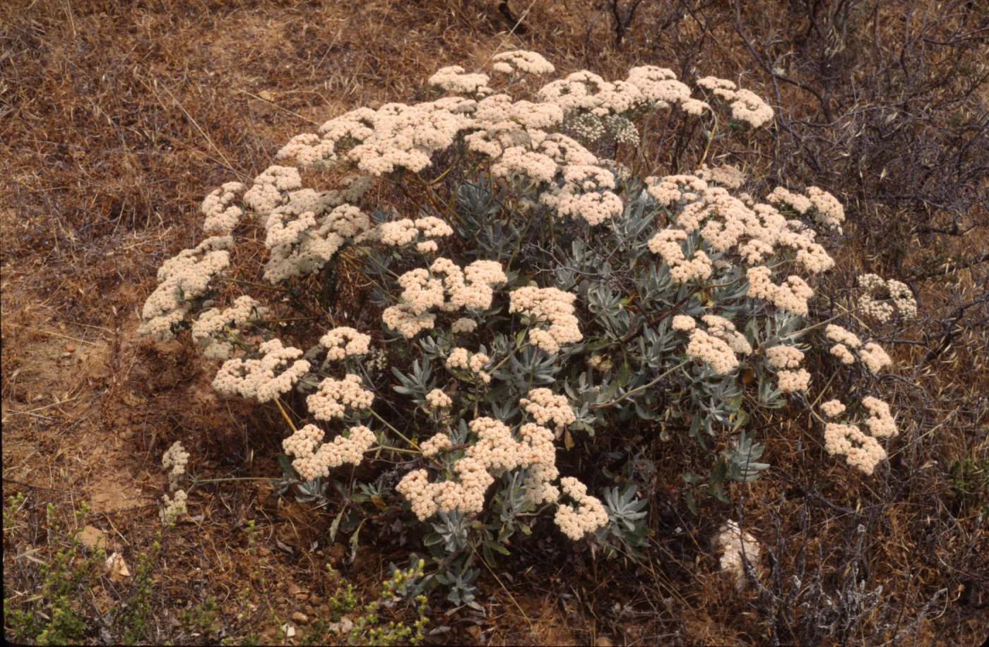 Eriogonum xblissianum