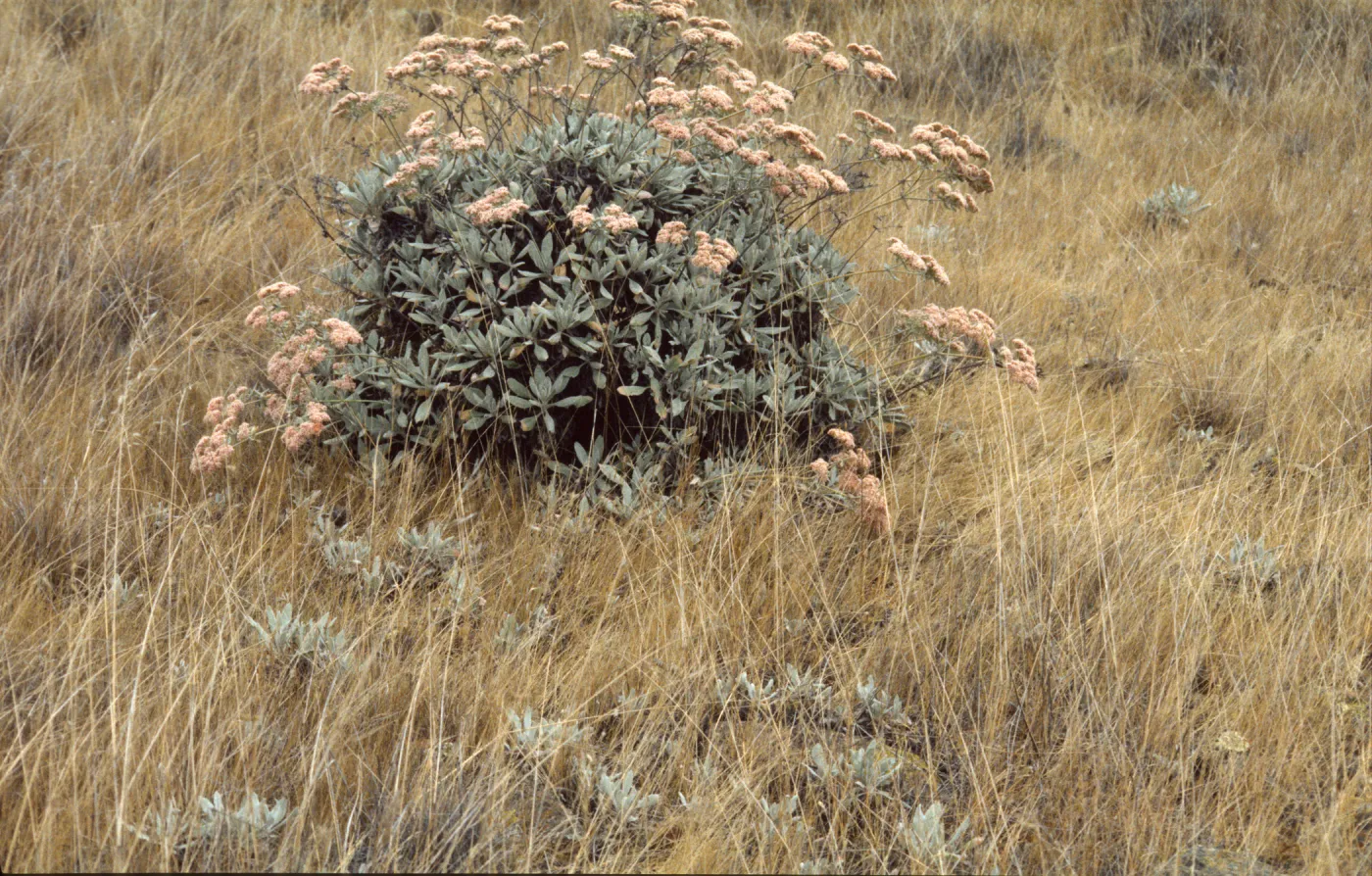 Eriogonum giganteum