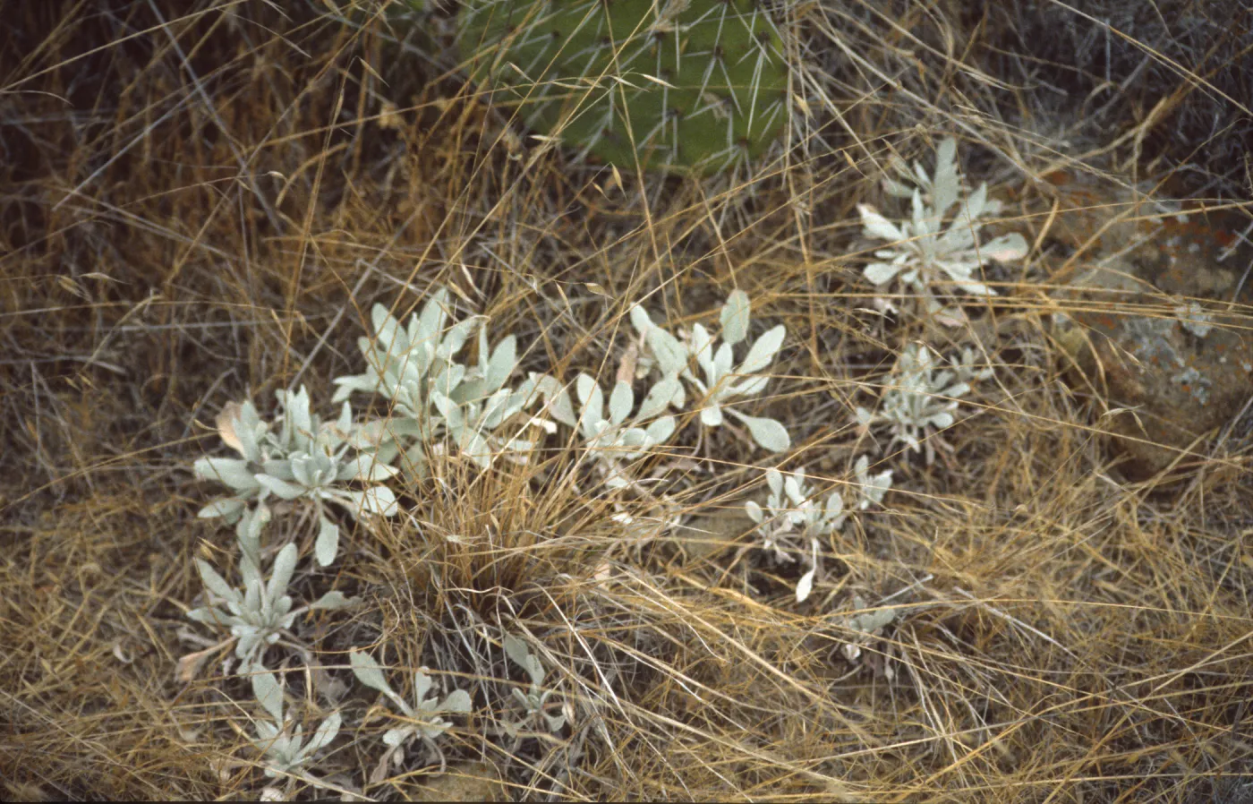 Eriogonum giganteum