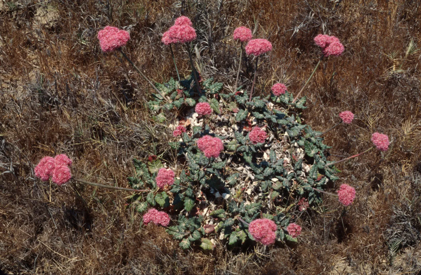 Eriogonum grande ssp. rubescens