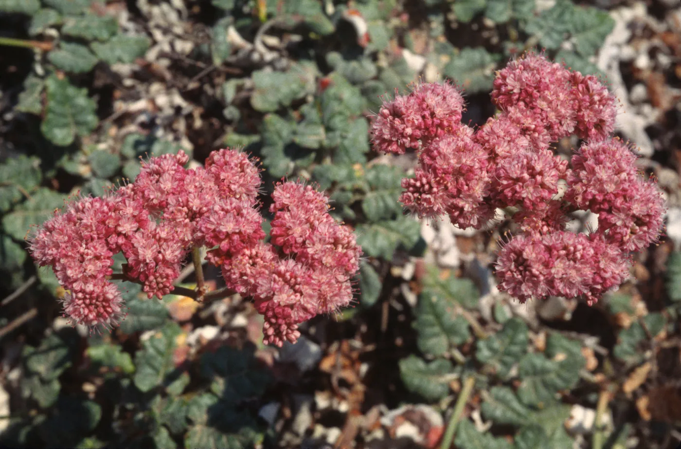 Eriogonum grande var. rubescens