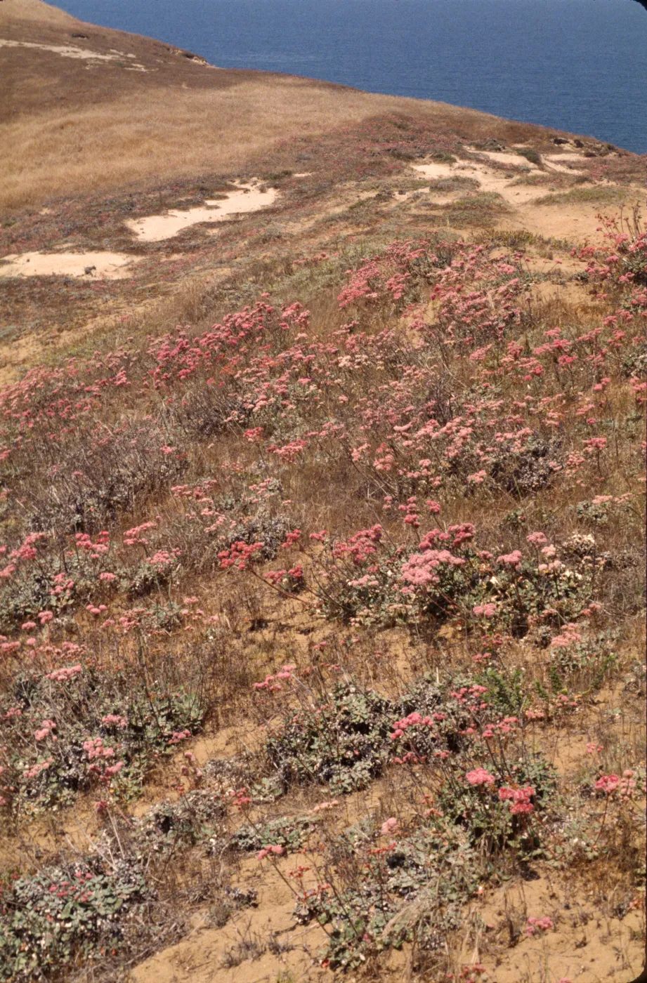 Eriogonum grande var. rubescens