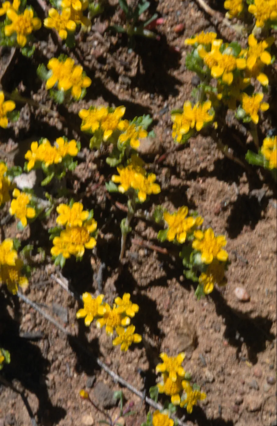 Eriophyllum multicaule
