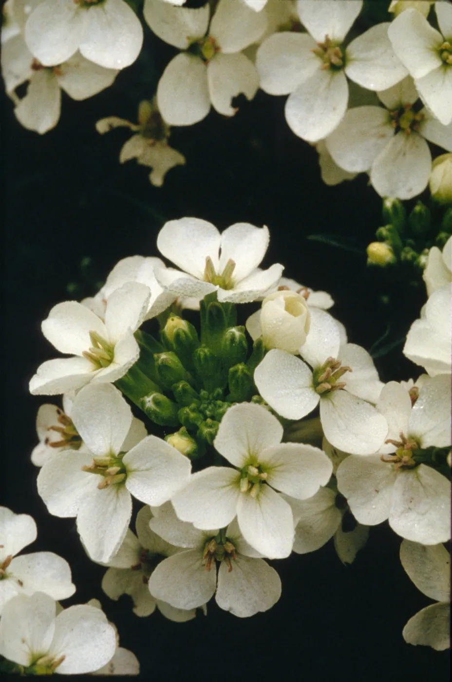 Erysimum franciscanum