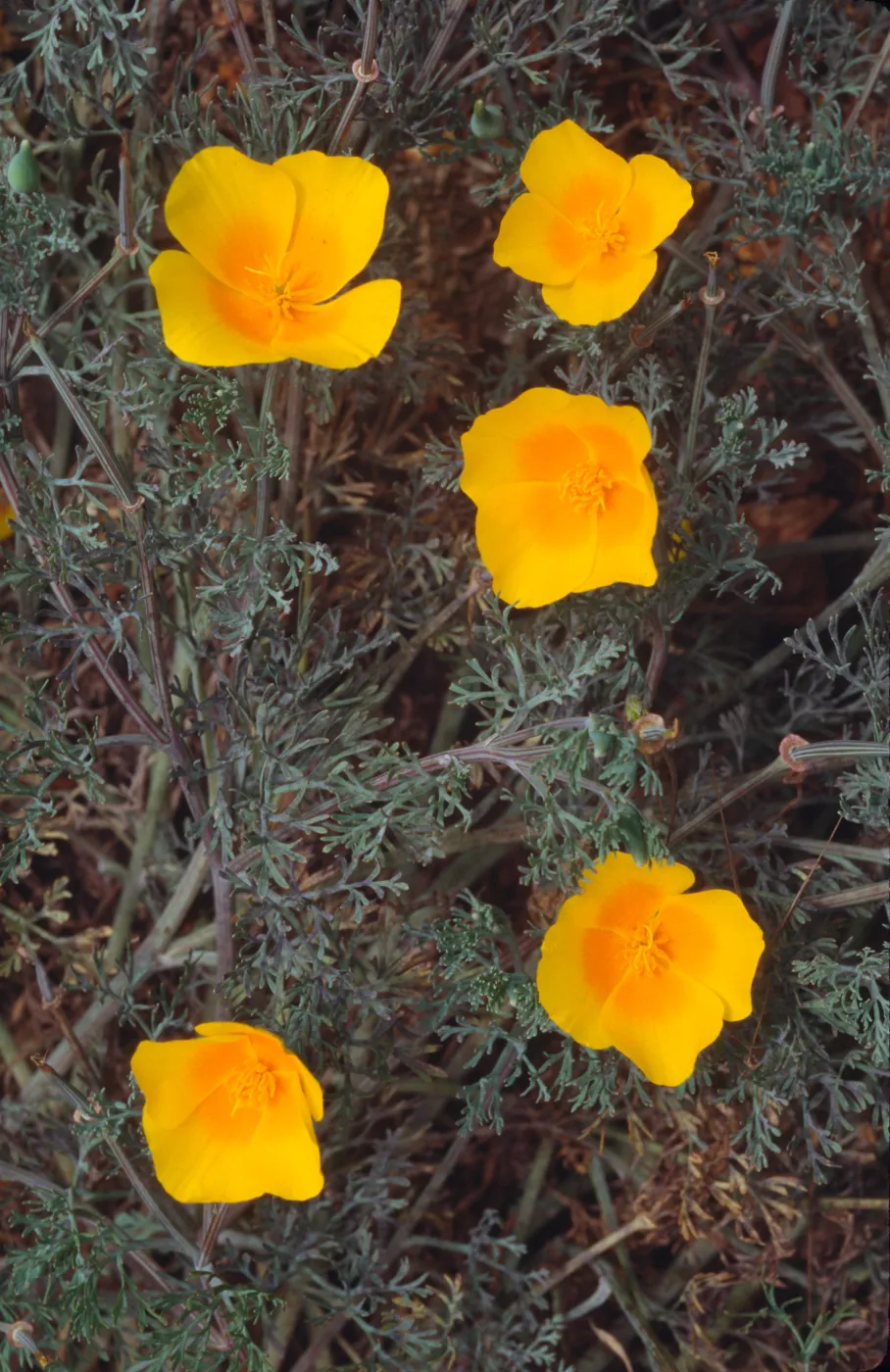 Eschscholzia californica