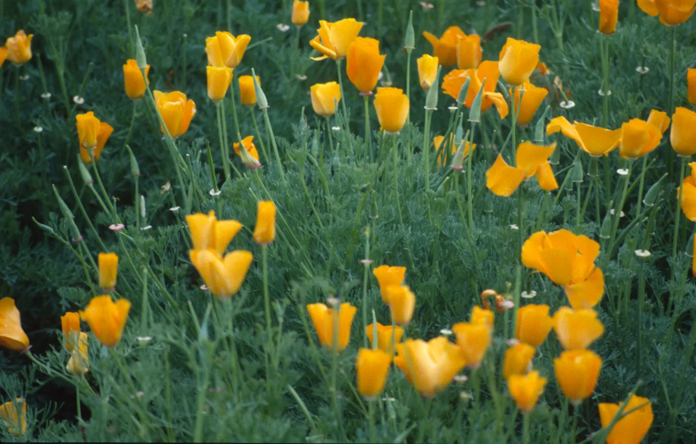 Eschscholzia californica
