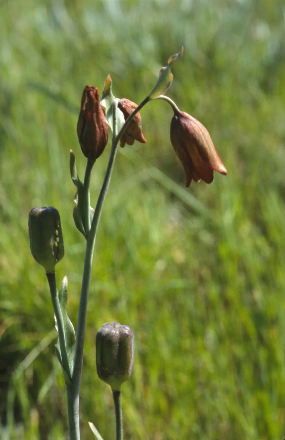 Fritillaria biflora