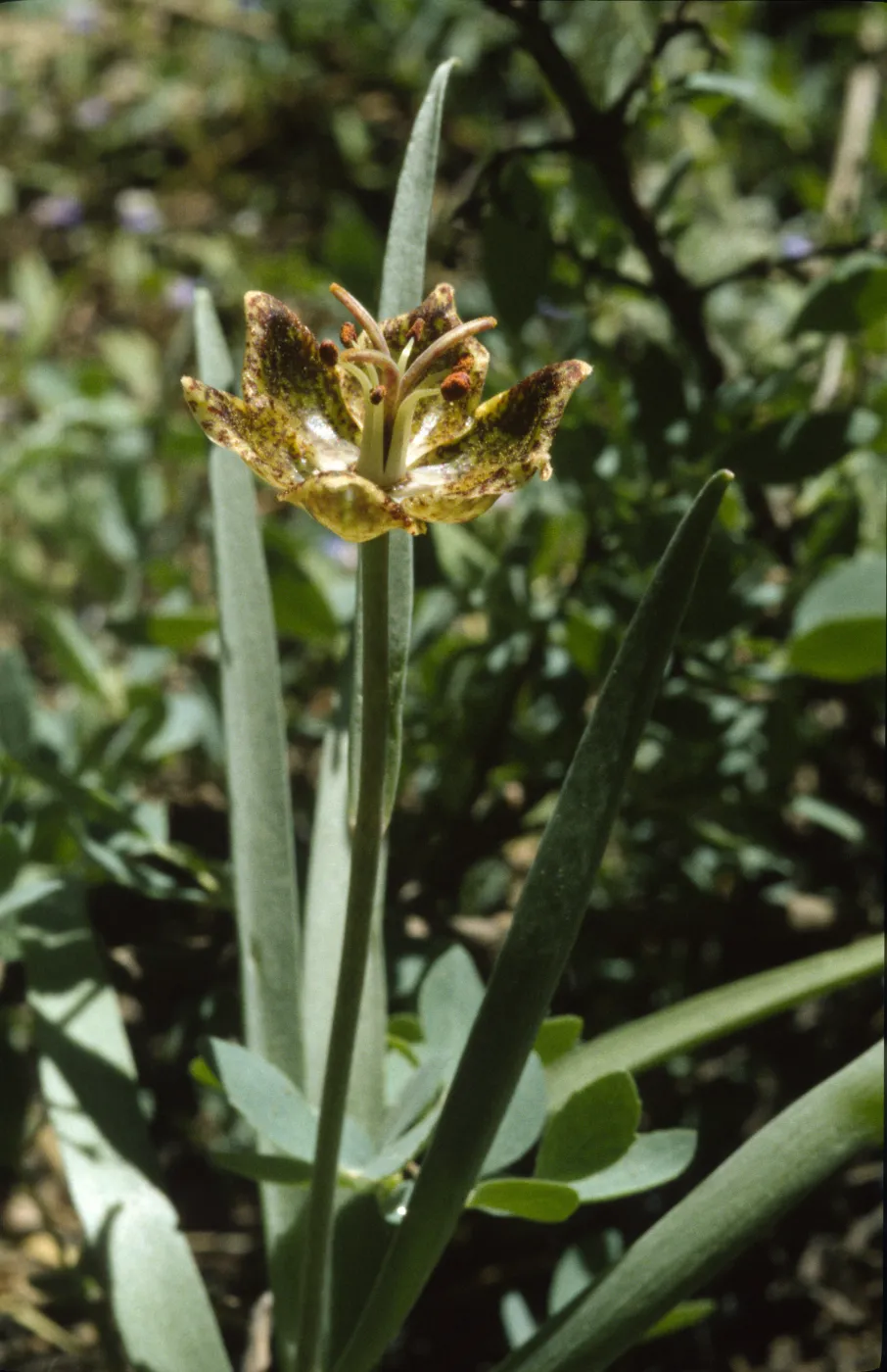 Fritillaria pinetorum