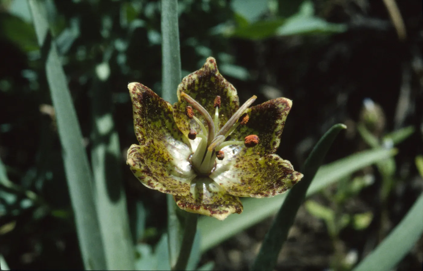 Fritillaria pinetorum