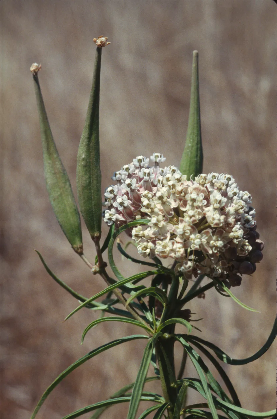 Asclepias fascicularis