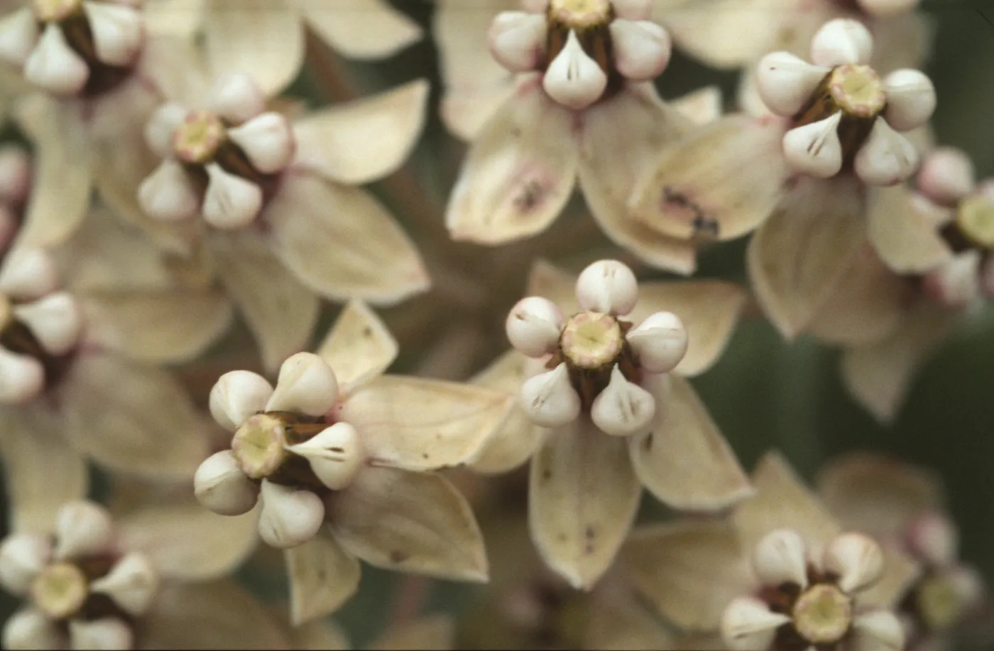 Asclepias erosa