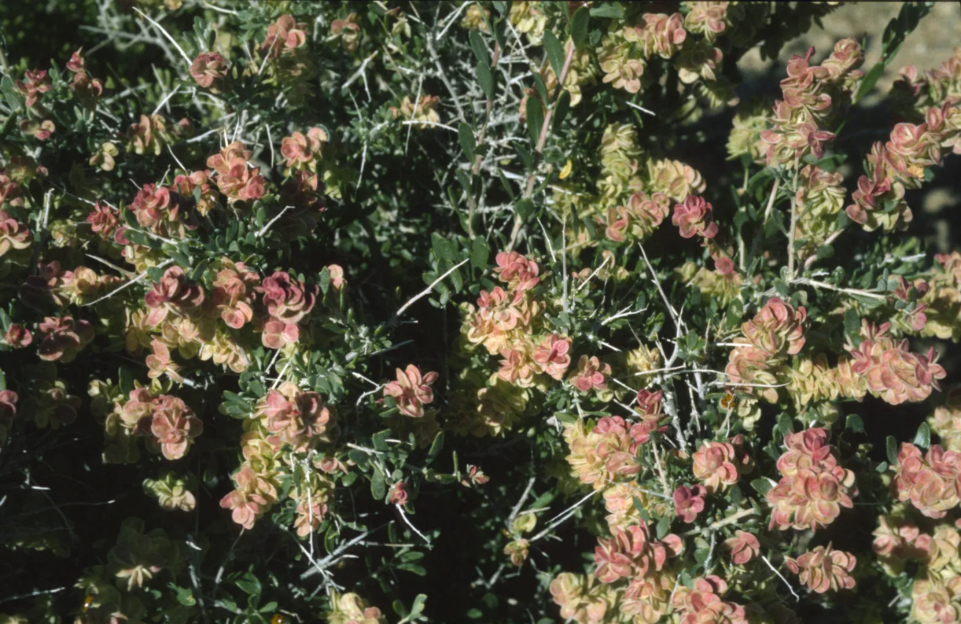 Grayia spinosa