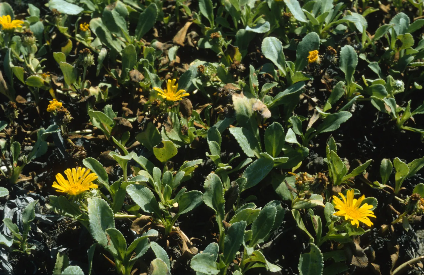 Grindelia stricta var. platyphylla