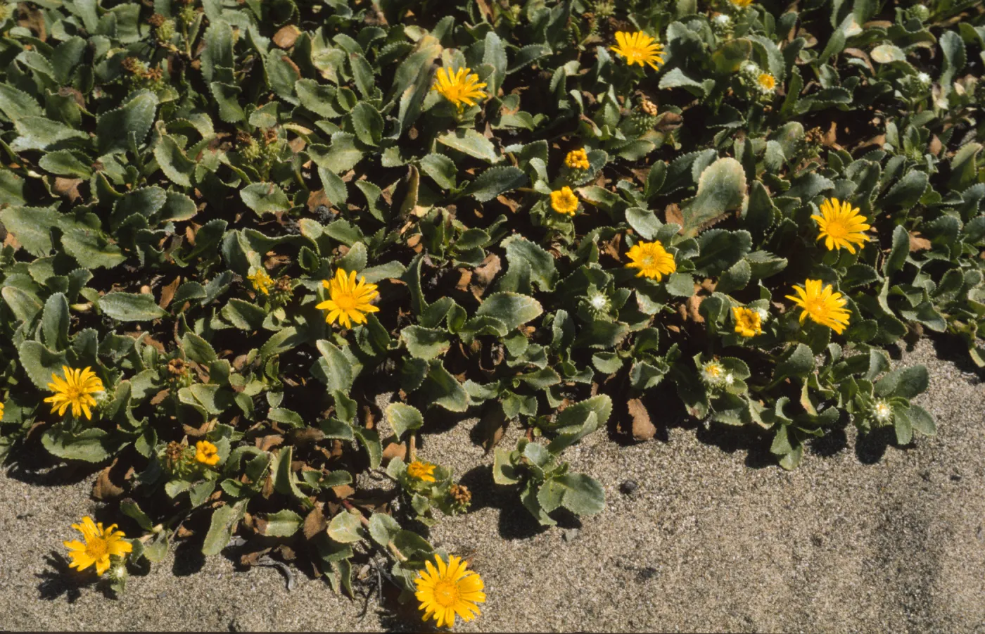 Grindelia stricta var. platyphylla