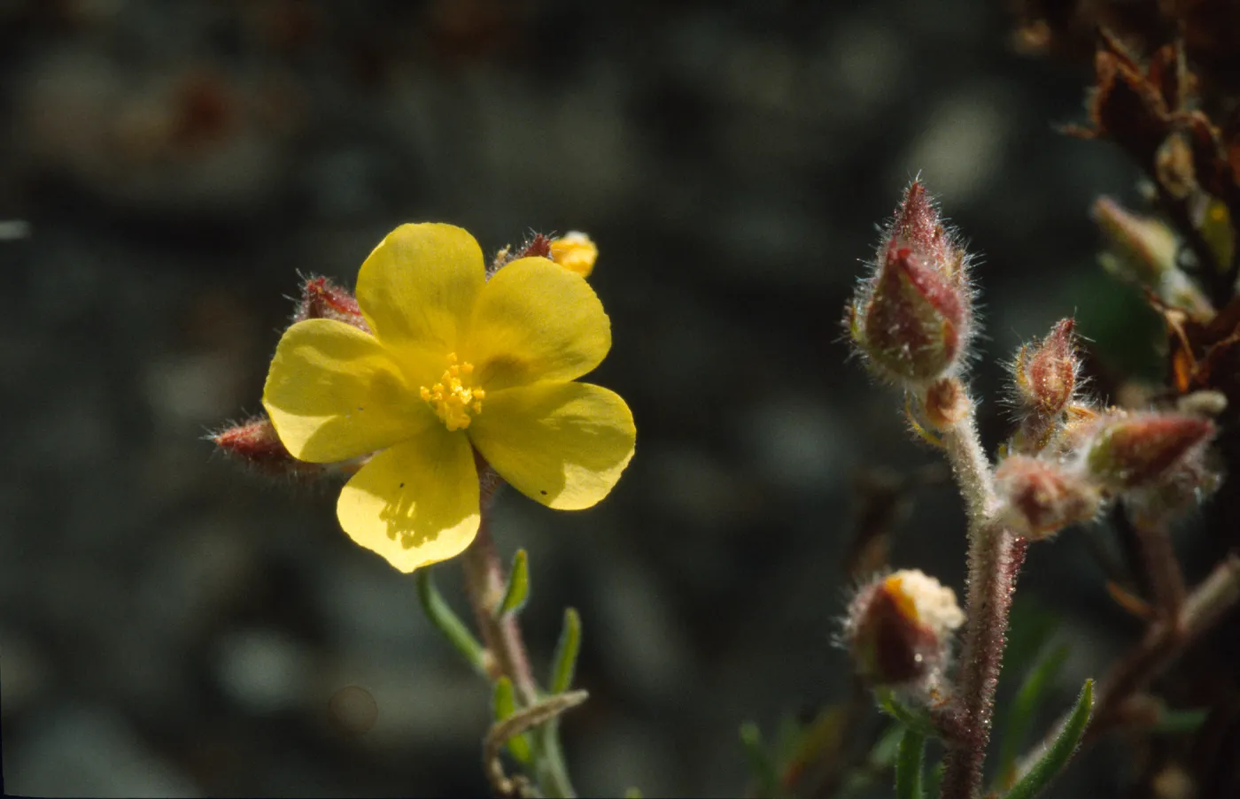 Helianthemum greenei