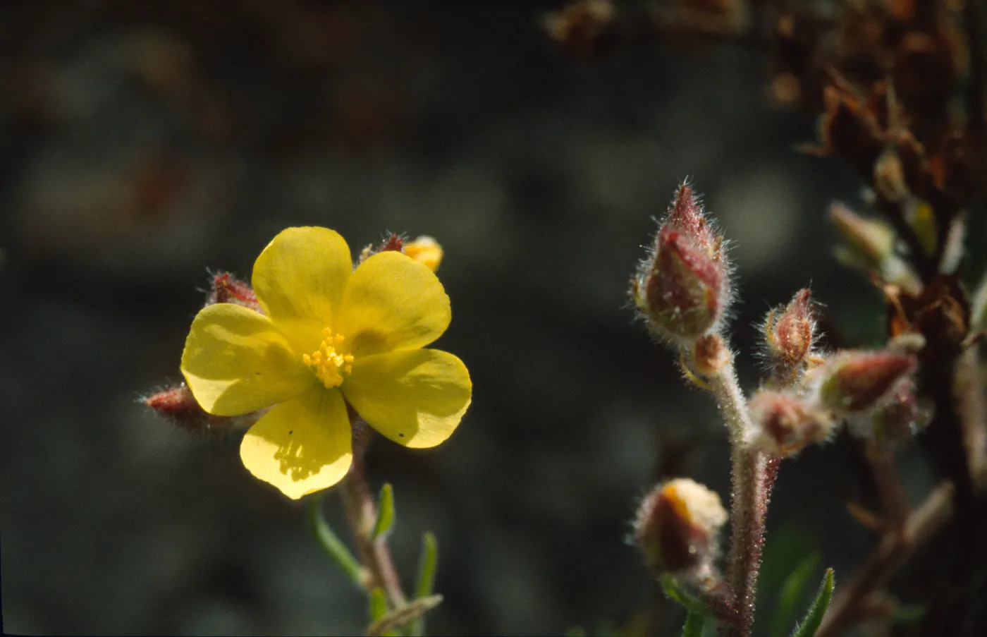 Helianthemum greenei