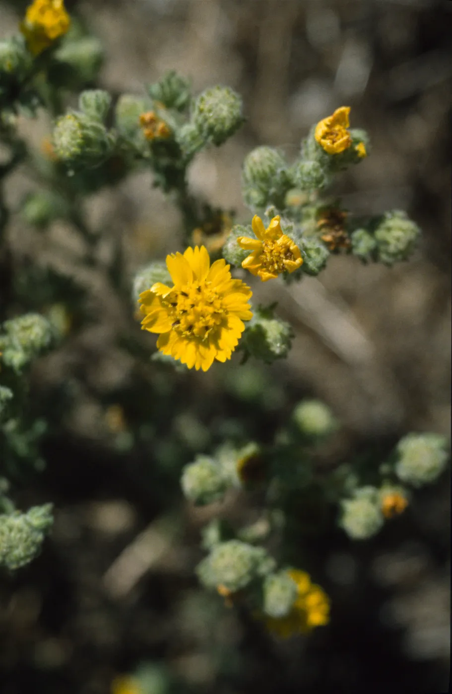 Hemizonia increscens ssp. villosa