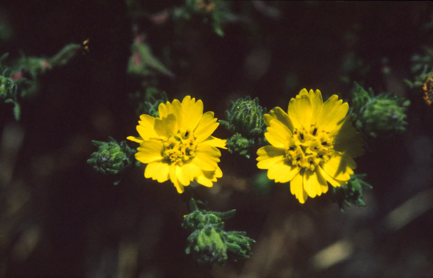 Hemizonia increscens ssp. villosa