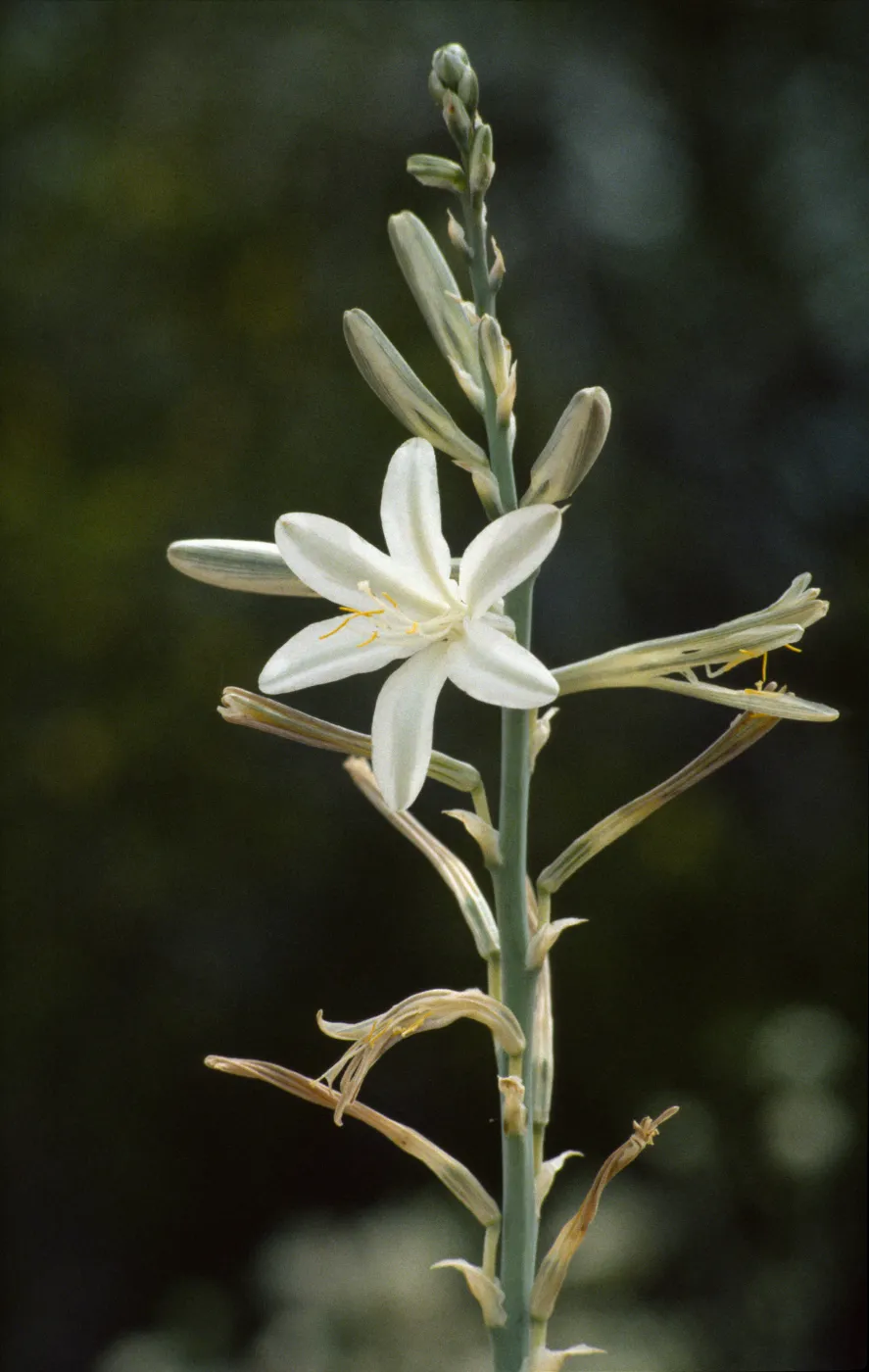 Hesperocallis undulata