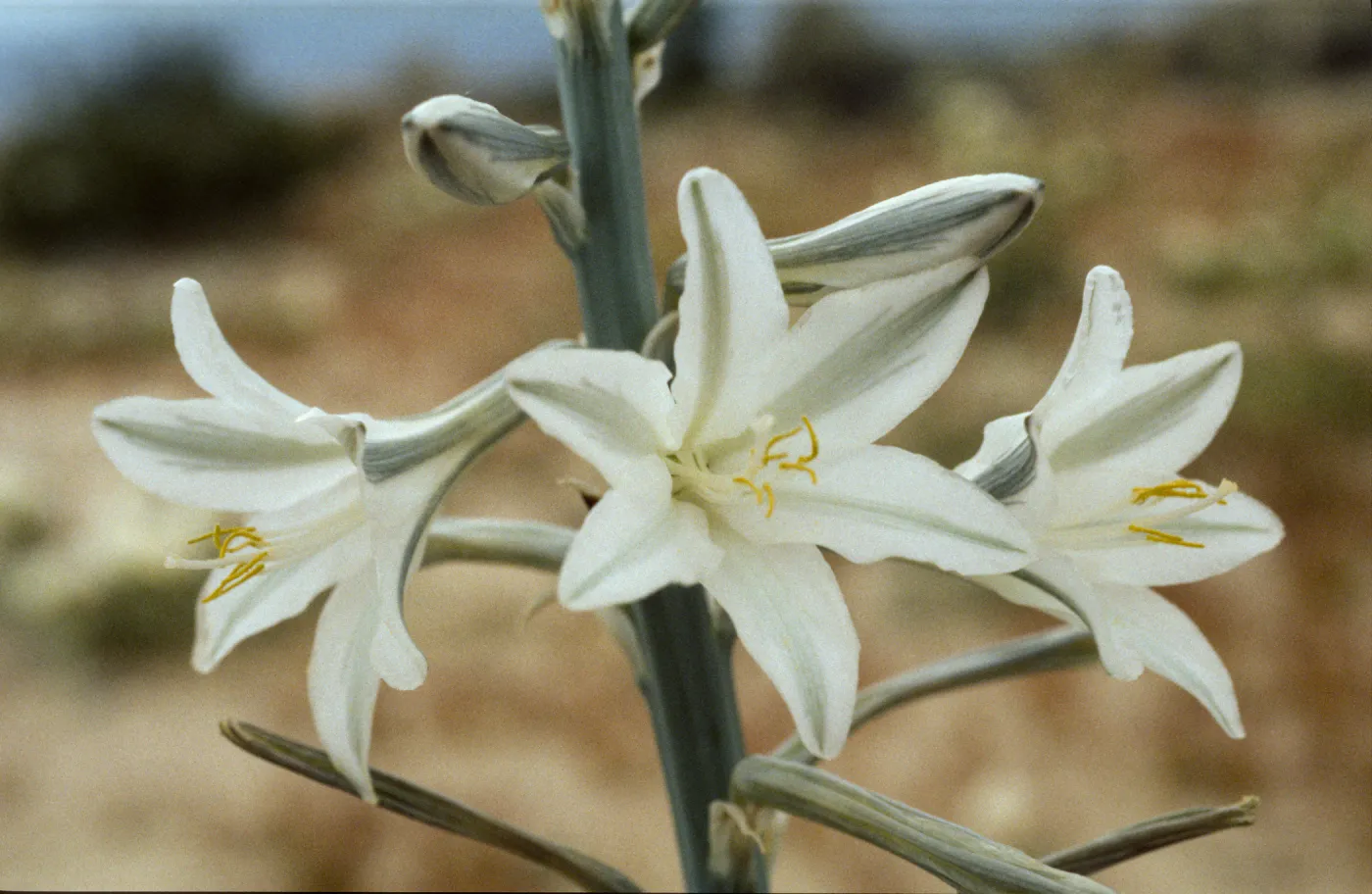 Hesperocallis undulata