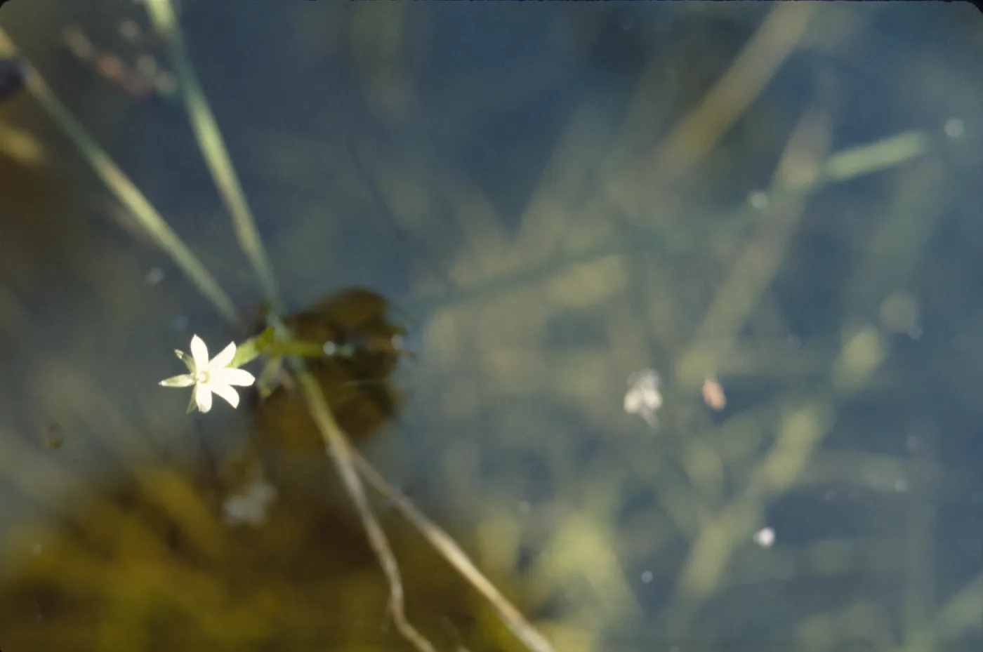 Howellia aquatilis