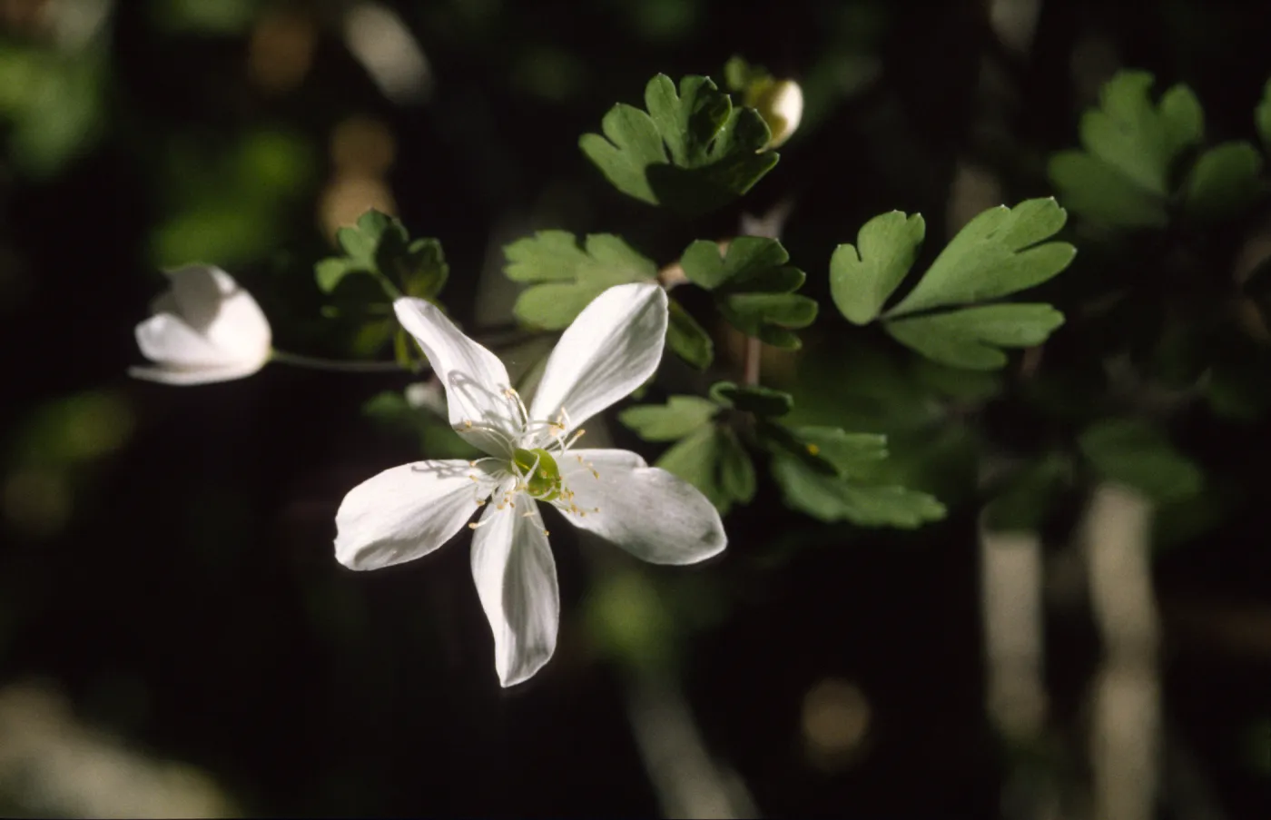 Isopyrum occidentale