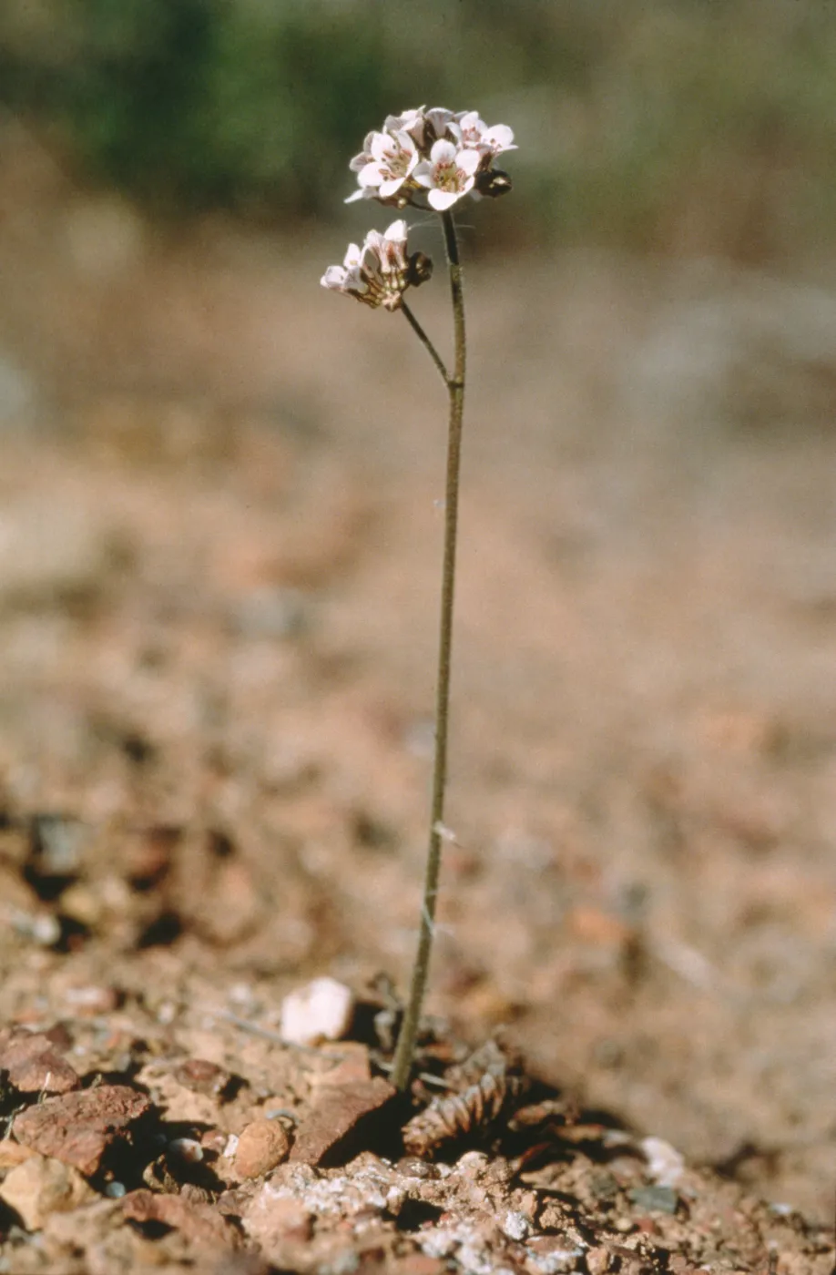 Jepsonia malvifolia