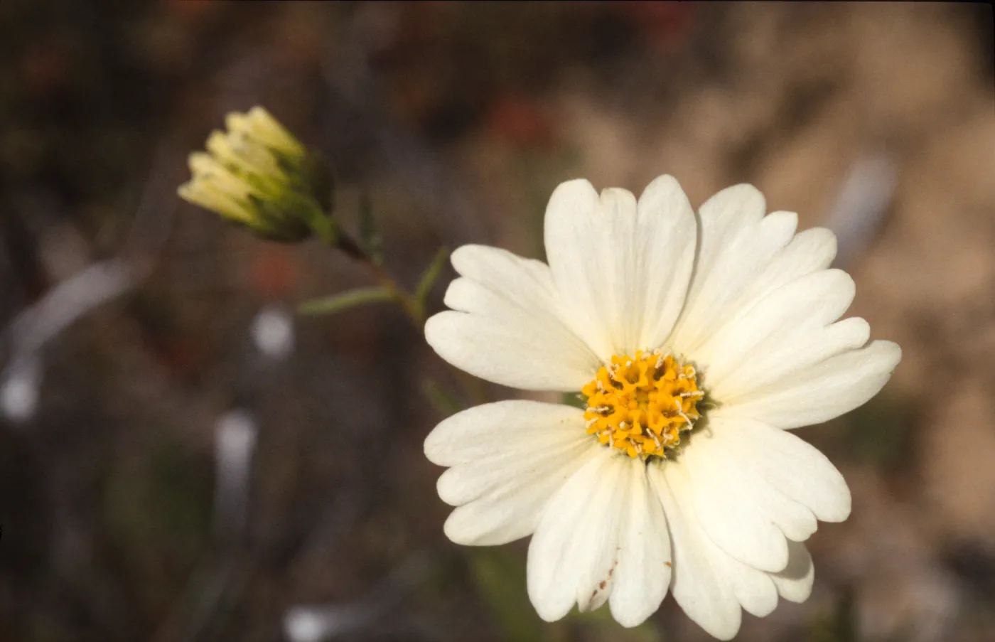 Layia heterotricha ven:ballinger cyn