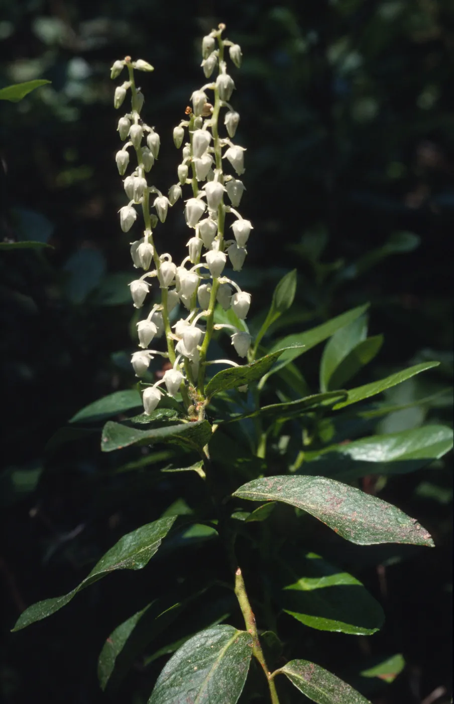 Leucothoe davisiae