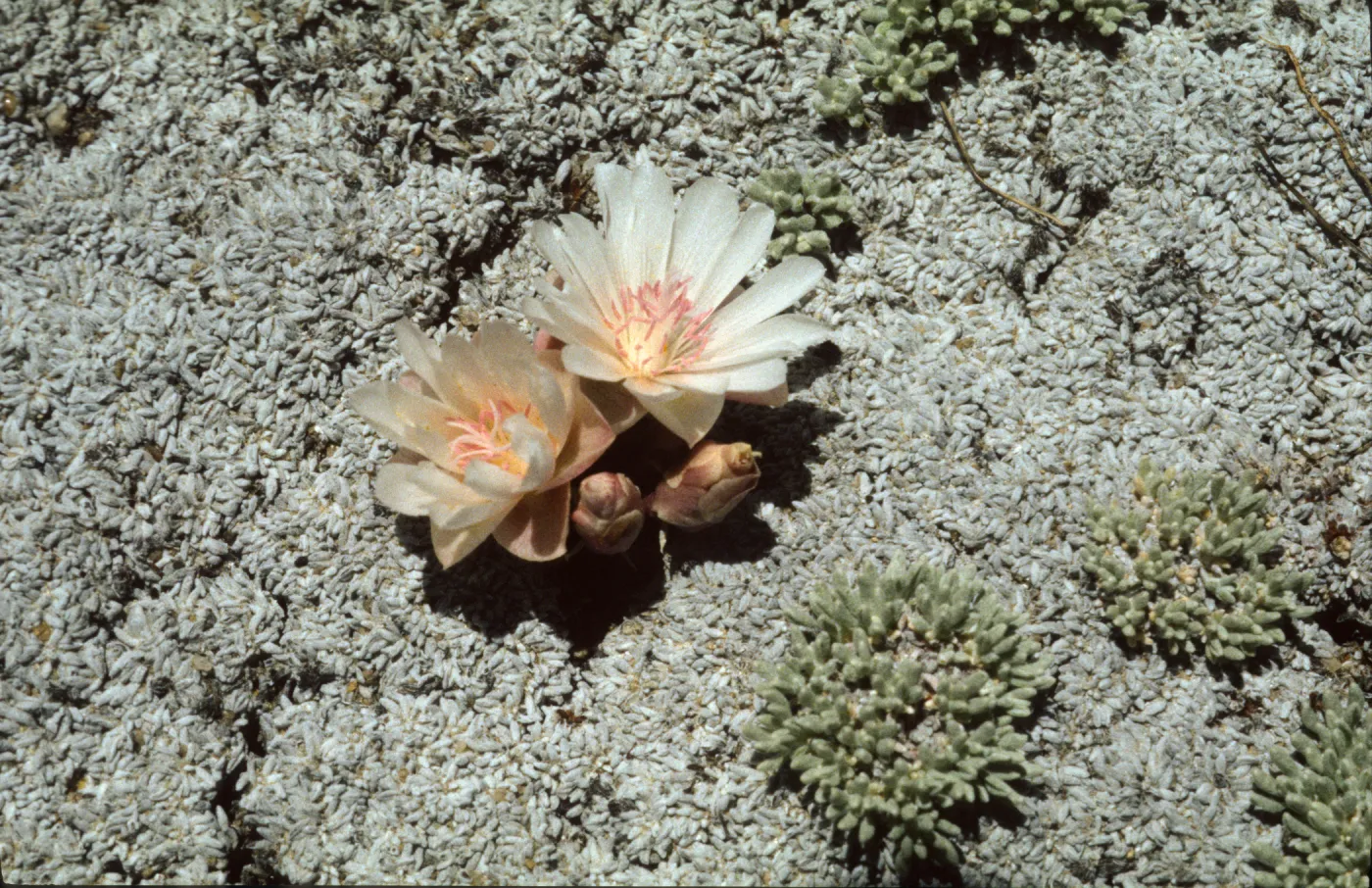 Lewisia rediviva