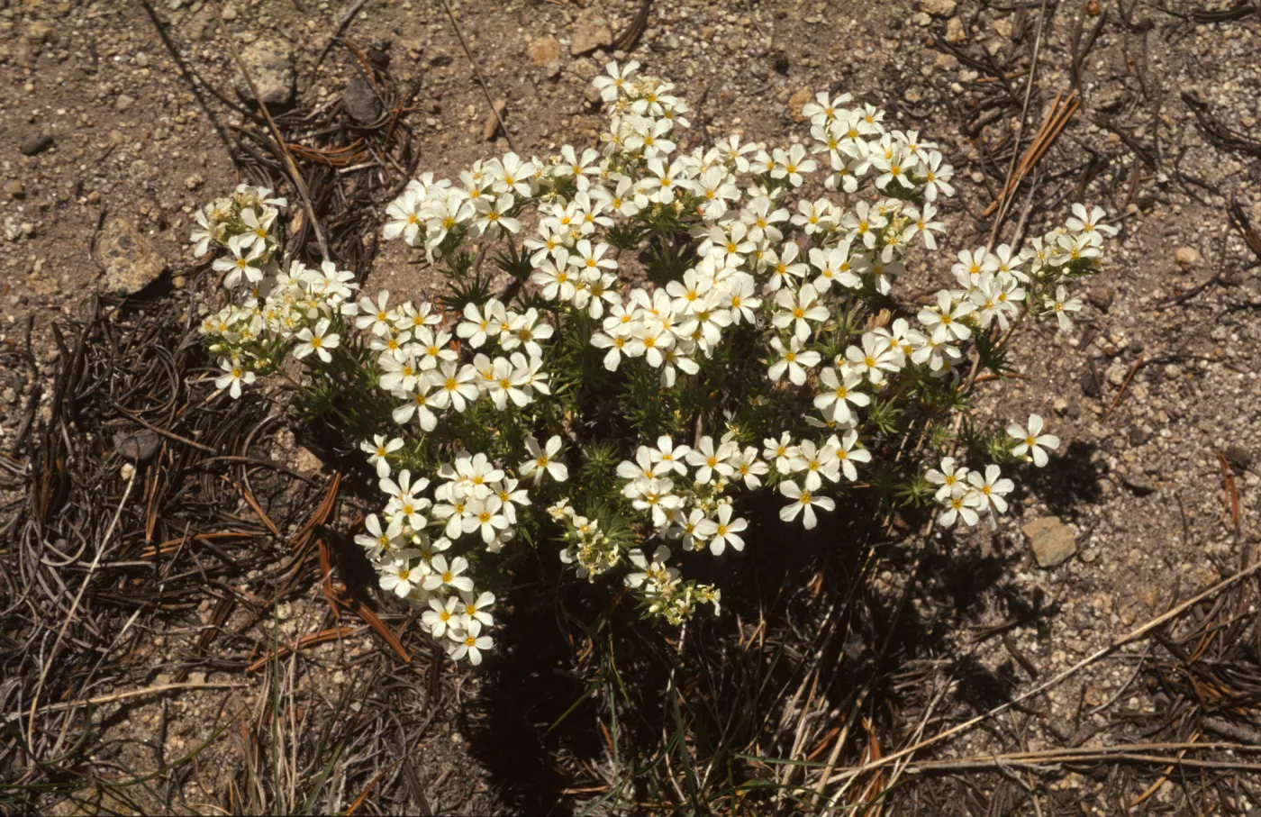Linanthus pachyphyllus