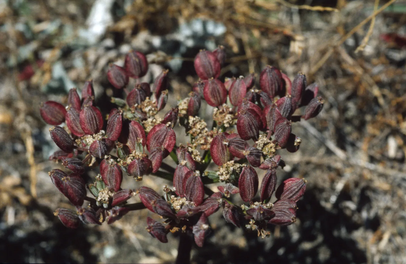 Lomatium utriculatum