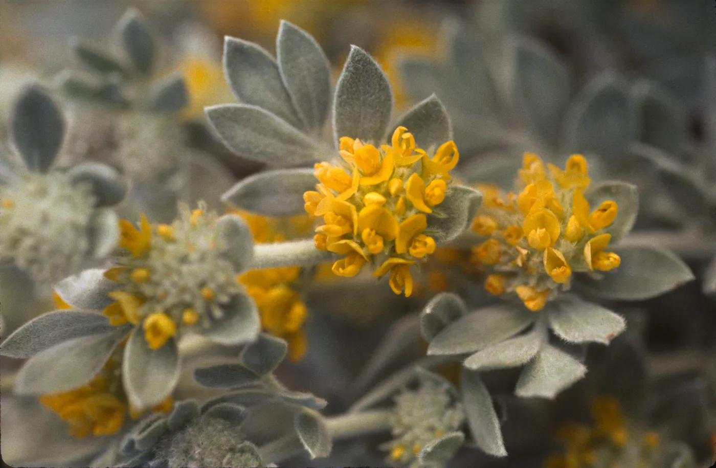 Lotus argophyllus ssp. niveus