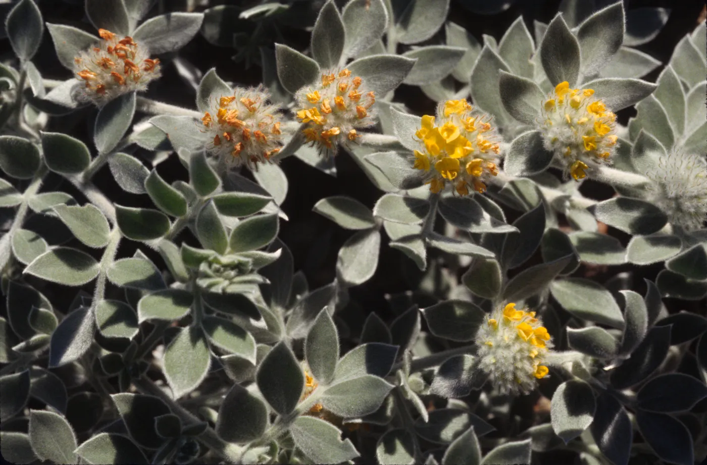 Lotus argophyllus ssp. niveus