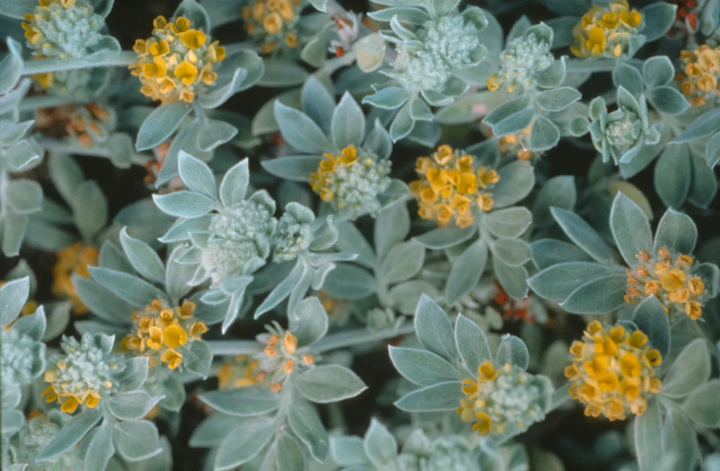 Lotus argophyllus ssp. niveus